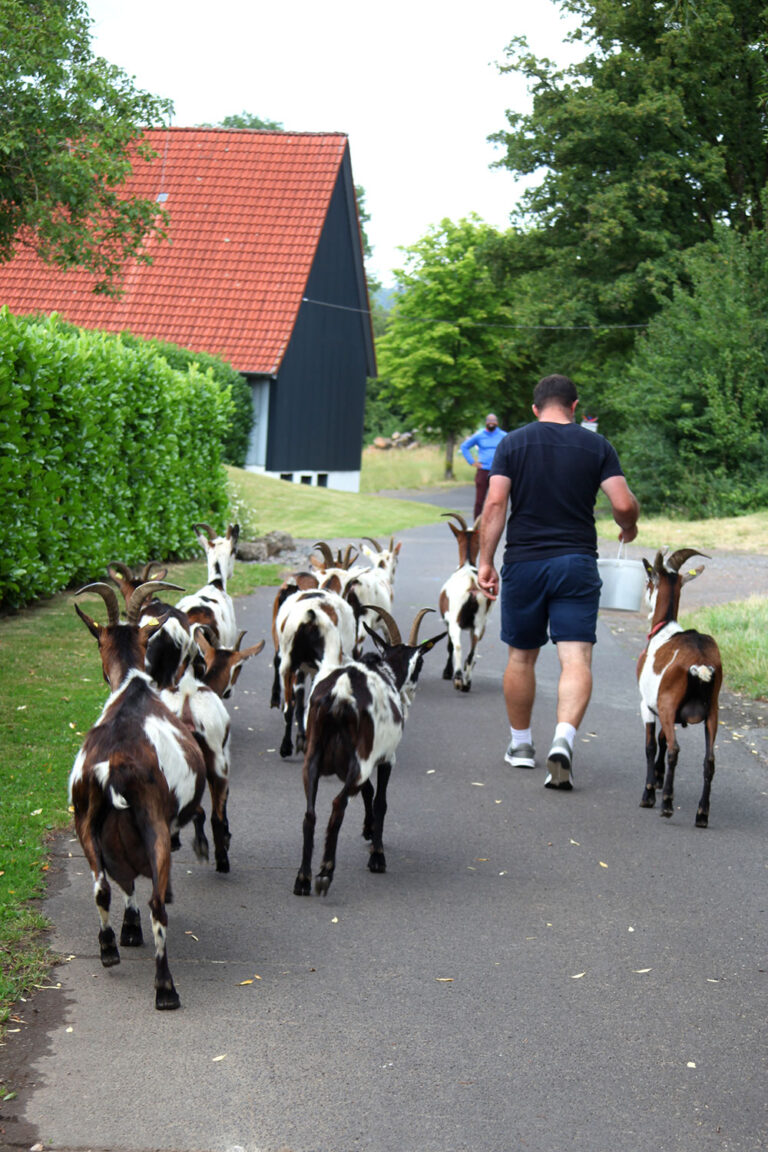 Ziegen_01